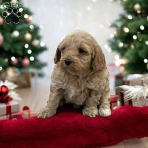 Barkley, Cavapoo Puppy